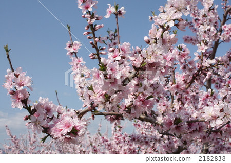 Peach blossoms 2182838