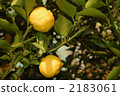yuzu, yuzu (small citrus fruit), citron 2183061