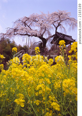 京都Jizo禪宗寺廟的春天 2183189