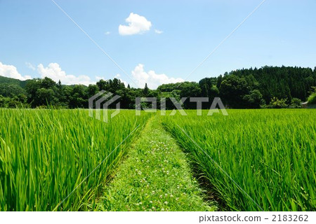 Rice paddy and hot spring 2183262