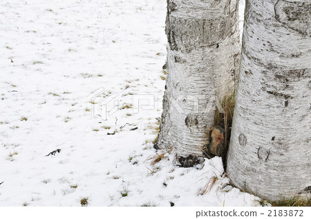 Snow at base of white birch Snow at base of white birch 2183872