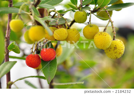 Strawberry tree 2184232