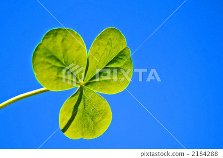 藍天和三片葉子 藍天和三片葉子 2184288