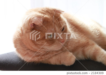 看著右下角的貓 2184309