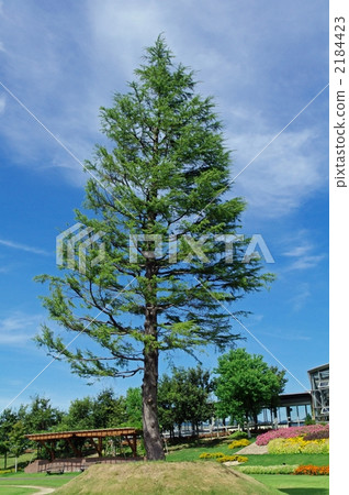 Himalaya Sugi Himalaya Sugi 2184423