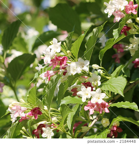 Deutzia gracilis Deutzia gracilis 2184448