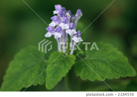 Okatatsunamisou 2184550