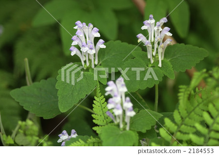 Okatatsunamisou 2184553