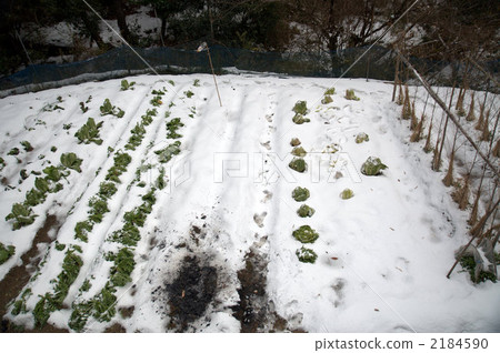Field (snow) Field (snow) 2184590