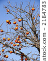 broadleaf tree, japanese persimmon, persimmon 2184783
