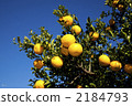 hassaku orange, fruit, citrus fruits 2184793