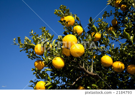 八朔桔 水果 柑桔類 2184793