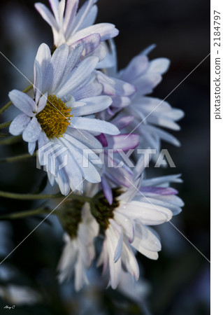 frost, hoarfrost, ice 2184797