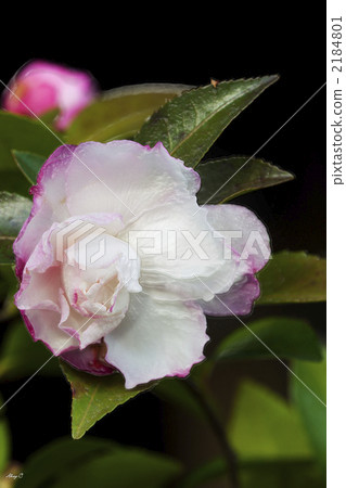 茶梅 灌木 街道樹 2184801