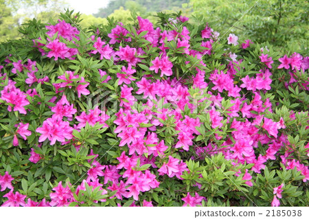 Azalea 2185038