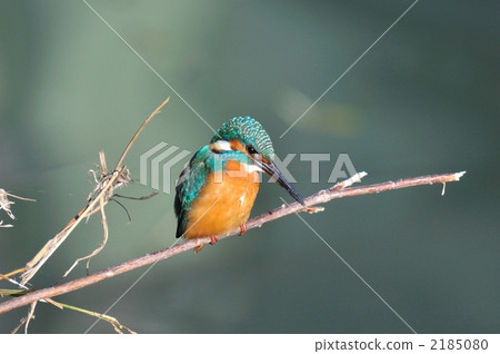 kingfisher, common kingfisher, small bird 2185080