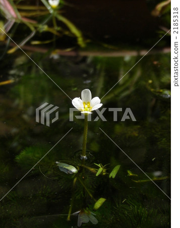Cabonavera花 Cabonavera花 2185318