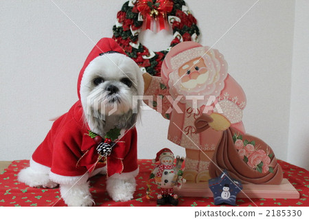 Shih Tzu狗聖誕節照片 Shih Tzu狗聖誕節照片 2185330