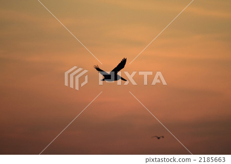 Flight of Pelicans Flight of Pelicans 2185663