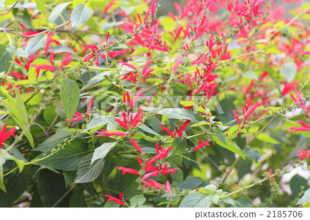 管状花花朵花卉 图库照片