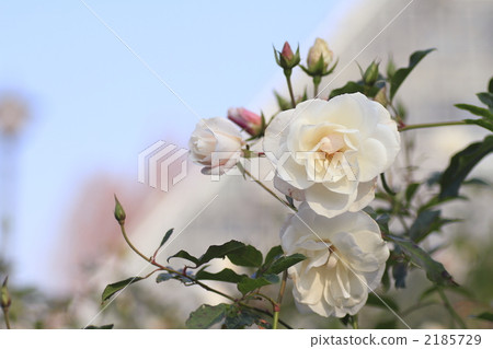 rose, vegetation, vegetative 2185729