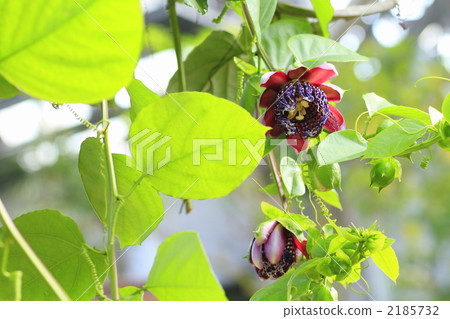 bloom, blossom, blossoms 2185732