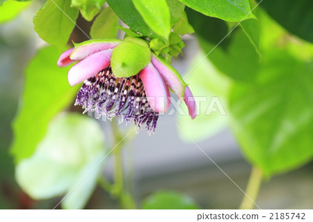 bloom, blossom, blossoms 2185742