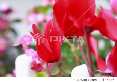 仙客來 波斯仙客來 花朵 2185776