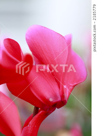 cyclamen, persian cyclamen, bloom 2185779