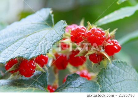 懸鉤子靠著(樹莓的種類) 冬草莓 水果 2185793