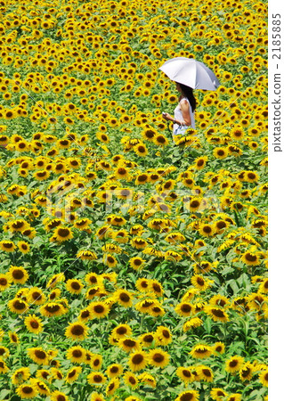 Sunflower field 2185885