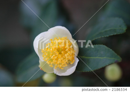 茶花 茶花 2186334