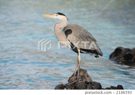 Gray heron Gray heron 2186593