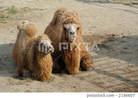Bactrian camel parent and child Tennoji Zoo 2186607