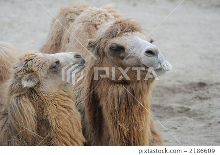 Bactrian camel parent and child Tennoji Zoo 2186609