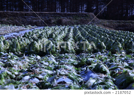 Snow cabbage field 2187052