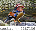 鴛鴦 水禽 鳥兒 2187136