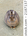 陸生動物 小動物 兔子 2187137