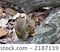 松鼠 陸生動物 小動物 2187139