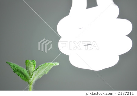 熒光燈和蘋果薄荷_植物 2187211