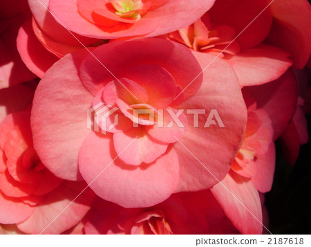 Ela thiol beconia red Ela thiol beconia red 2187618