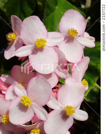 Begonia · Metallica Begonia · Metallica 2187722