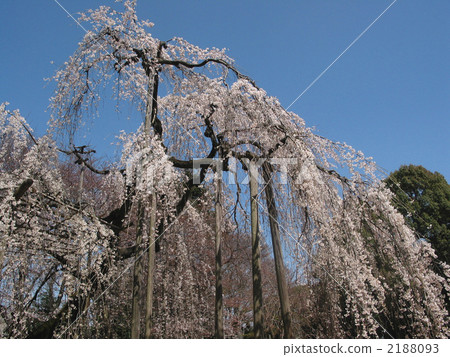 famous place to view cherry blossoms, fushihime sakura, weeping cherry 2188093