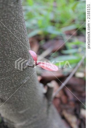 Red Futaba Red Futaba 2188131