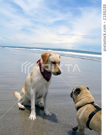 拉布拉多和帕格 拉布拉多和帕格 2188288