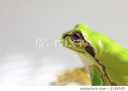 Frog 2189585