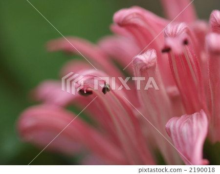 Sangorobana花 2190018