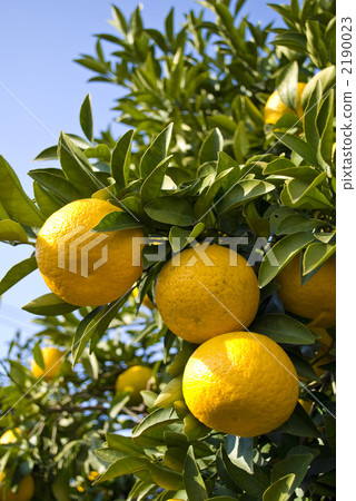 伊予柑 柑桔類 柑橘類 2190023