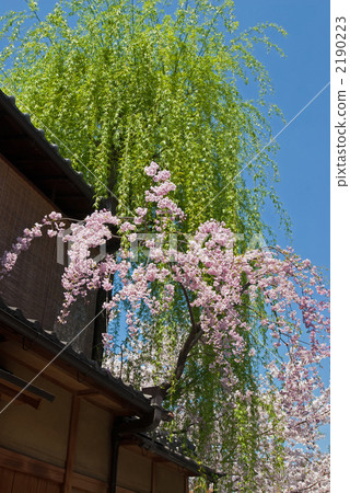 Higashiyama Gion Sakura and Yanagi in Shirakawa Length 2190223