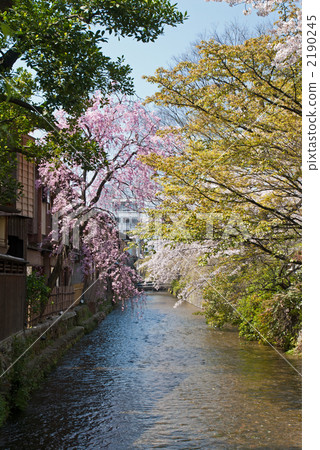 Higashiyama Gion Sakura in Shirakawa Higashiyama Gion Sakura in Shirakawa 2190245
